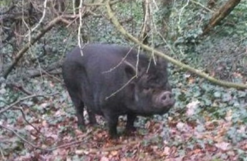 Page Woods Pig